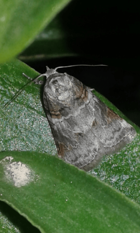 Nolidae: Garella musculana